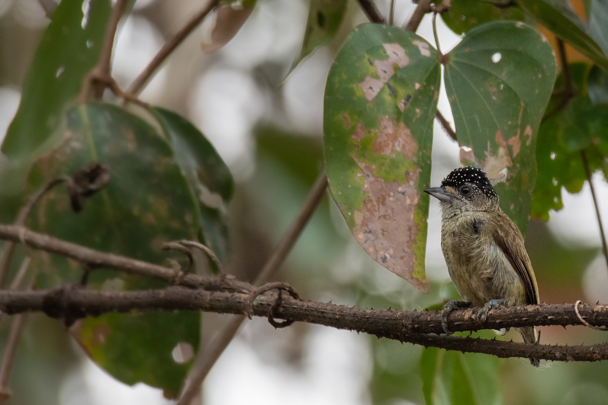 Fine-barred Piculet - ML615380998