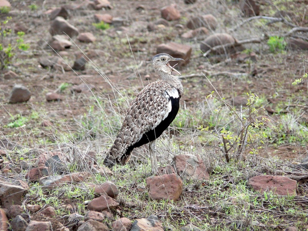 Red-crested Bustard - ML615381021