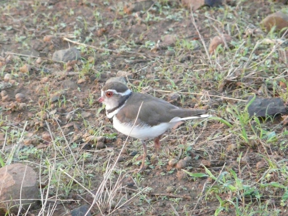 Three-banded Plover - ML615381033