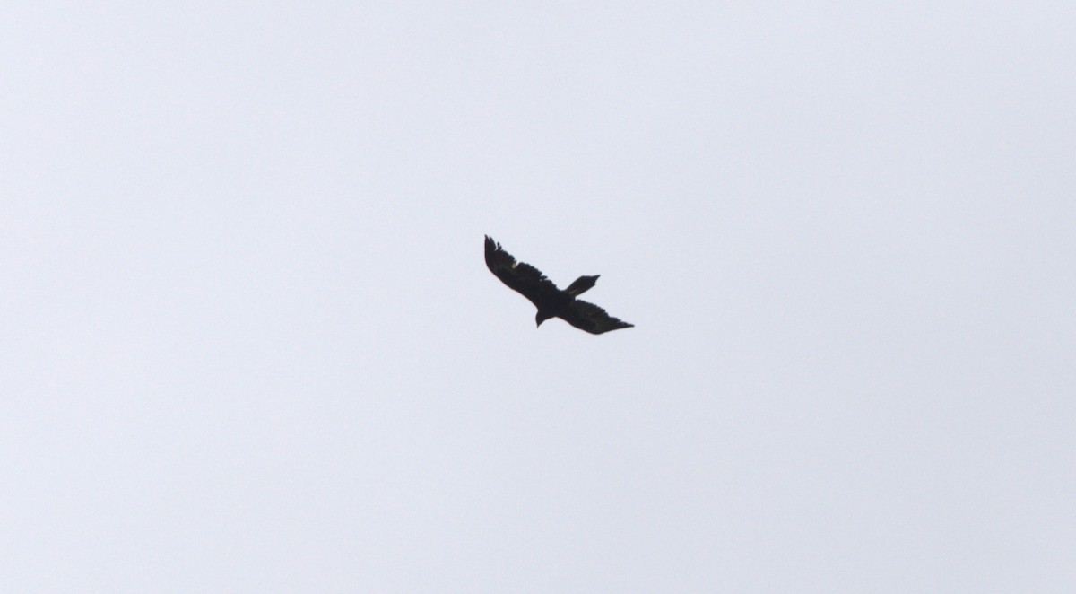 Wedge-tailed Eagle - ML615381119