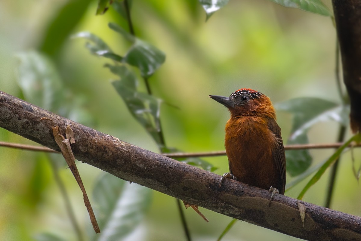 Rufous-breasted Piculet - ML615381155