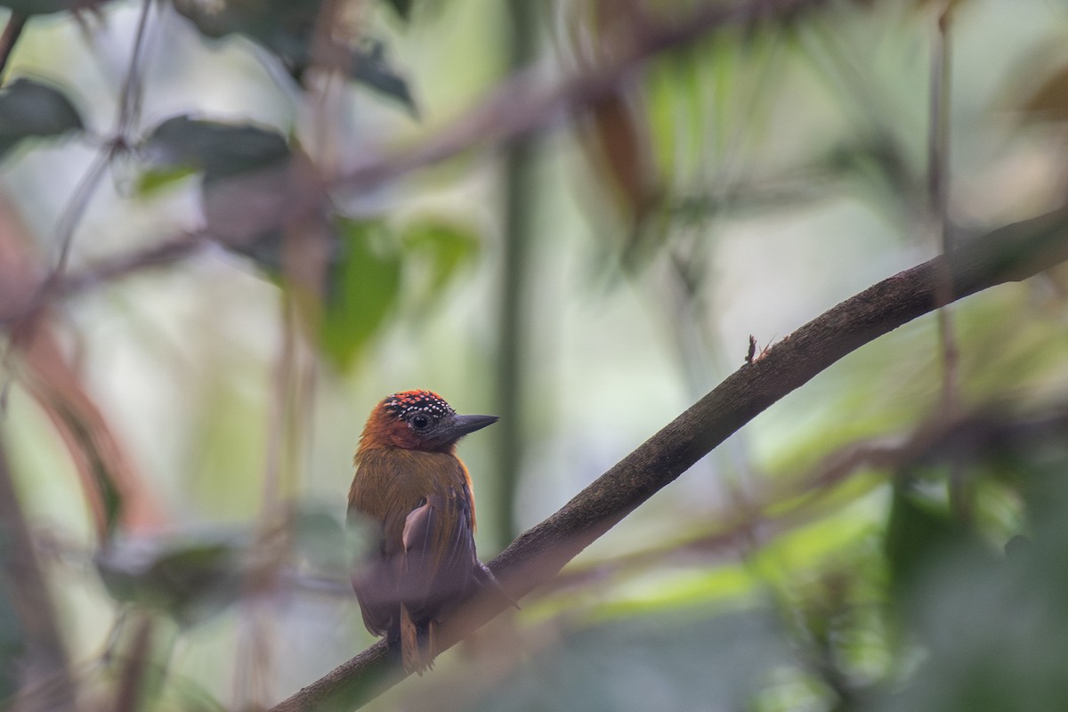 Rufous-breasted Piculet - ML615381156