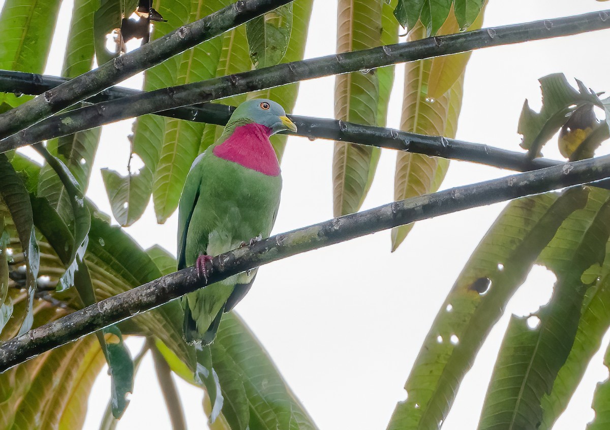 Claret-breasted Fruit-Dove - ML615381217
