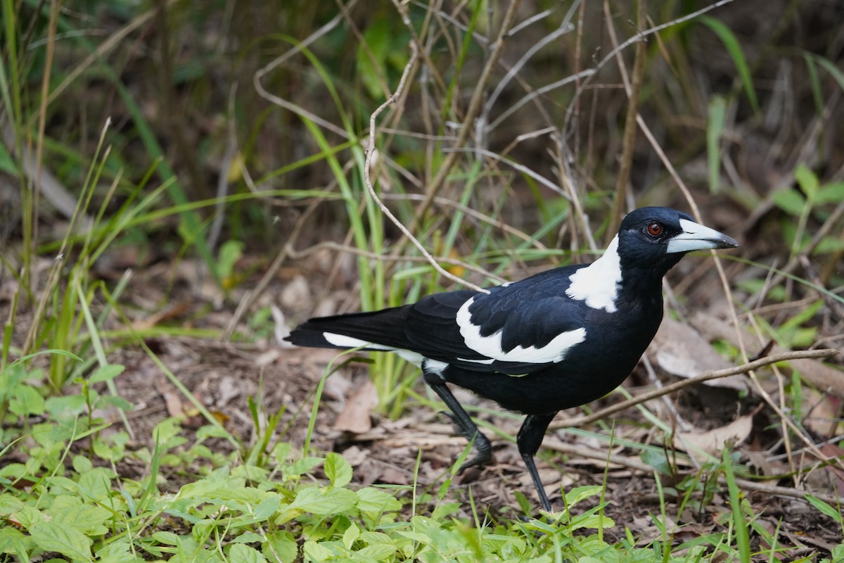 Australian Magpie (Black-backed) - ML615381348