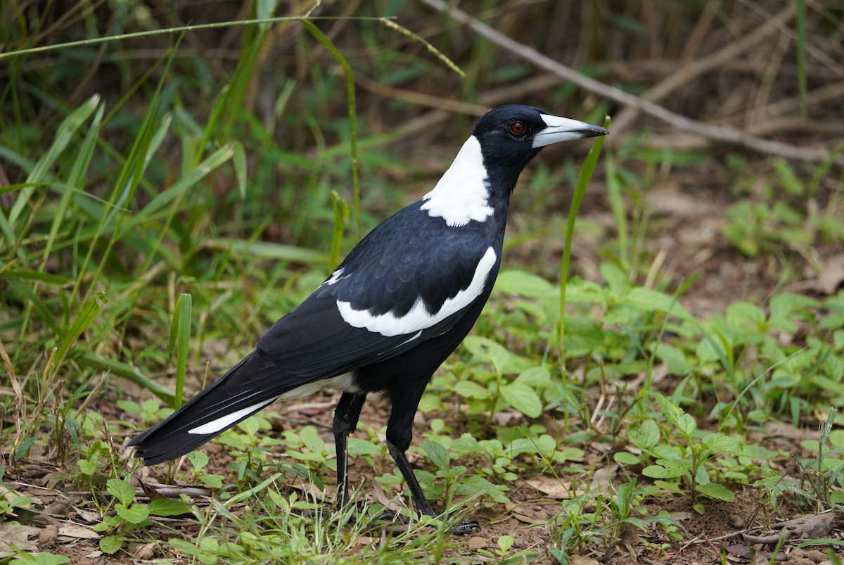 Australian Magpie (Black-backed) - ML615381355