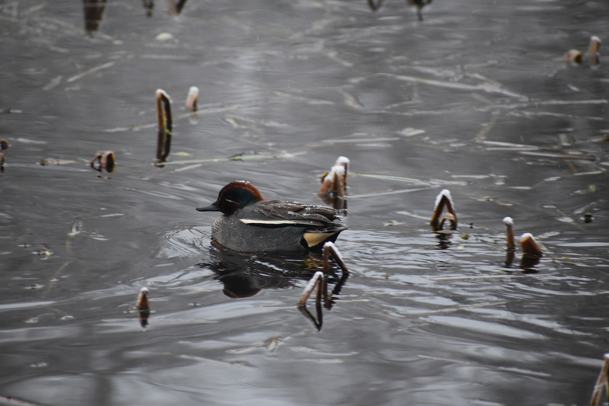 Green-winged Teal - Dr. Wolverine