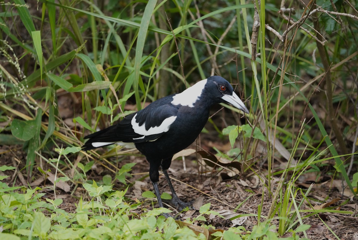 Australian Magpie (Black-backed) - ML615381442