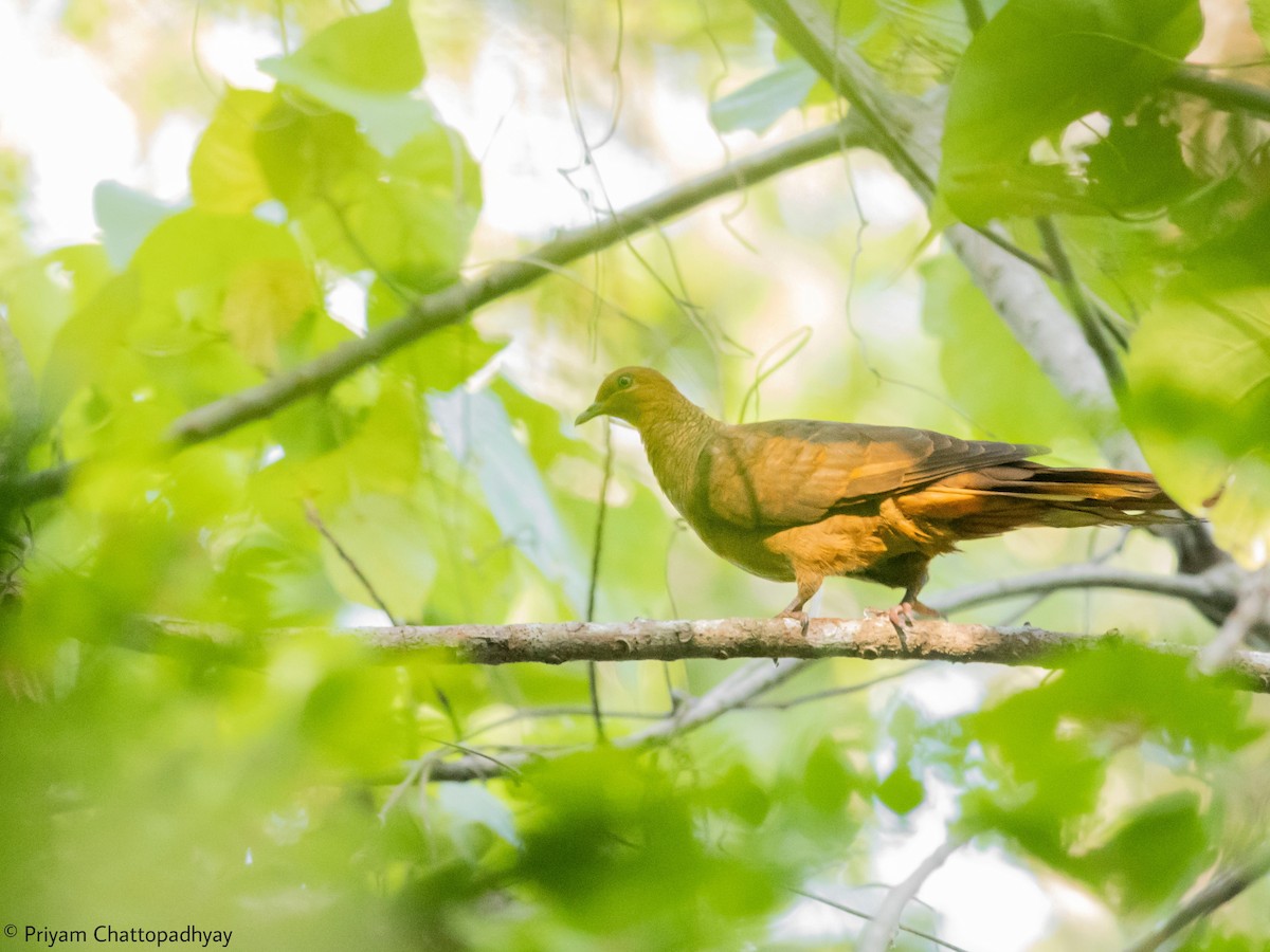 Andaman Cuckoo-Dove - ML615381594
