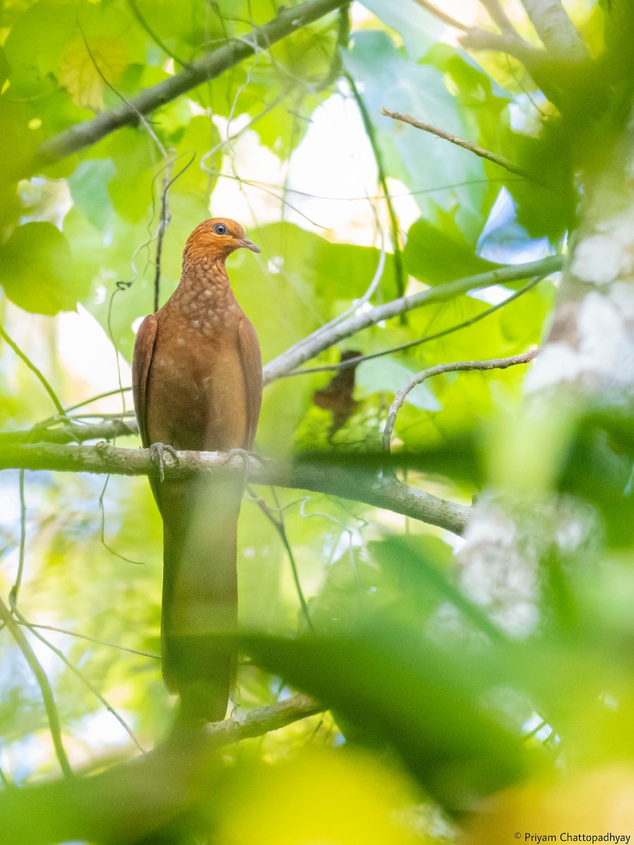 Andaman Cuckoo-Dove - ML615381602