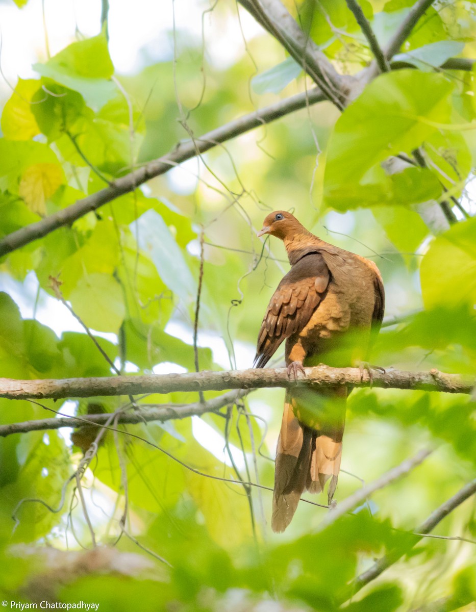 Andaman Cuckoo-Dove - ML615381610