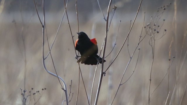 Red-winged Blackbird - ML615381726