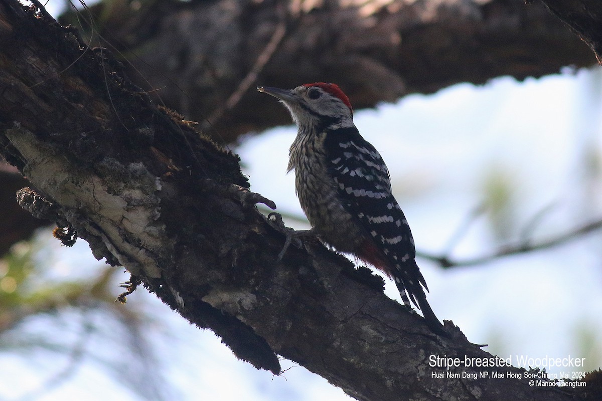 Stripe-breasted Woodpecker - ML615381820
