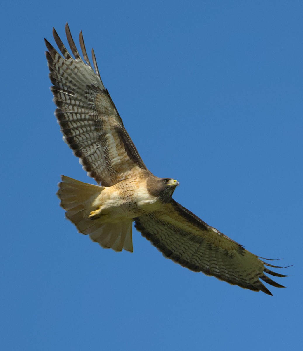 Red-tailed Hawk - JONATHAN CHAN