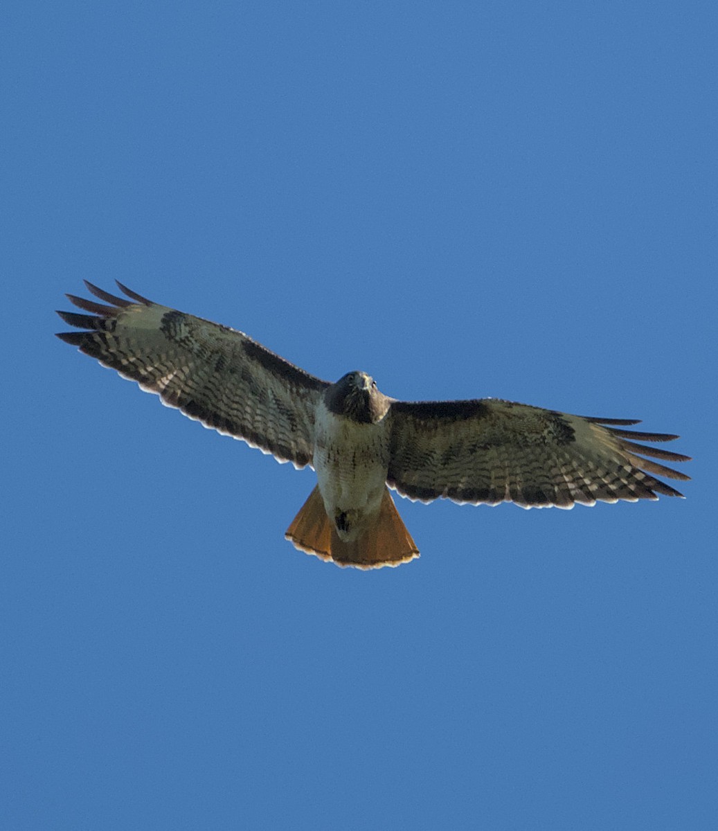 Red-tailed Hawk - ML615381858