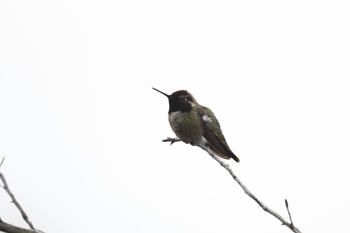 Anna's Hummingbird - ML615381974