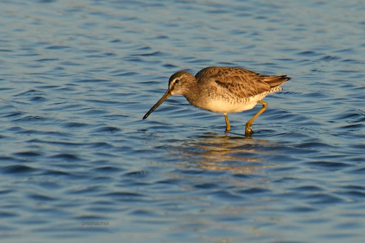 Long-billed Dowitcher - ML615382273