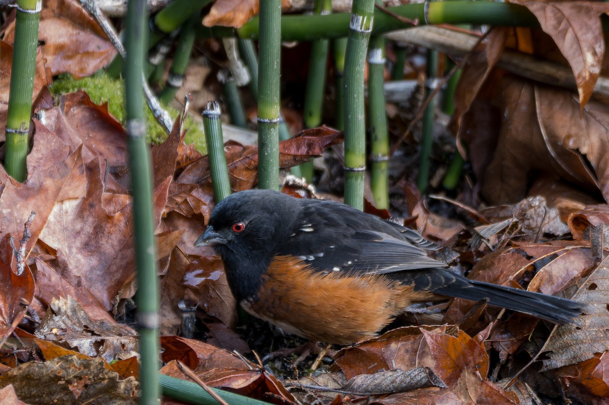 Spotted Towhee - ML615382336