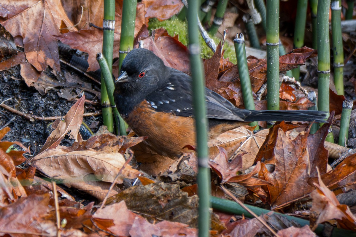Spotted Towhee - ML615382337