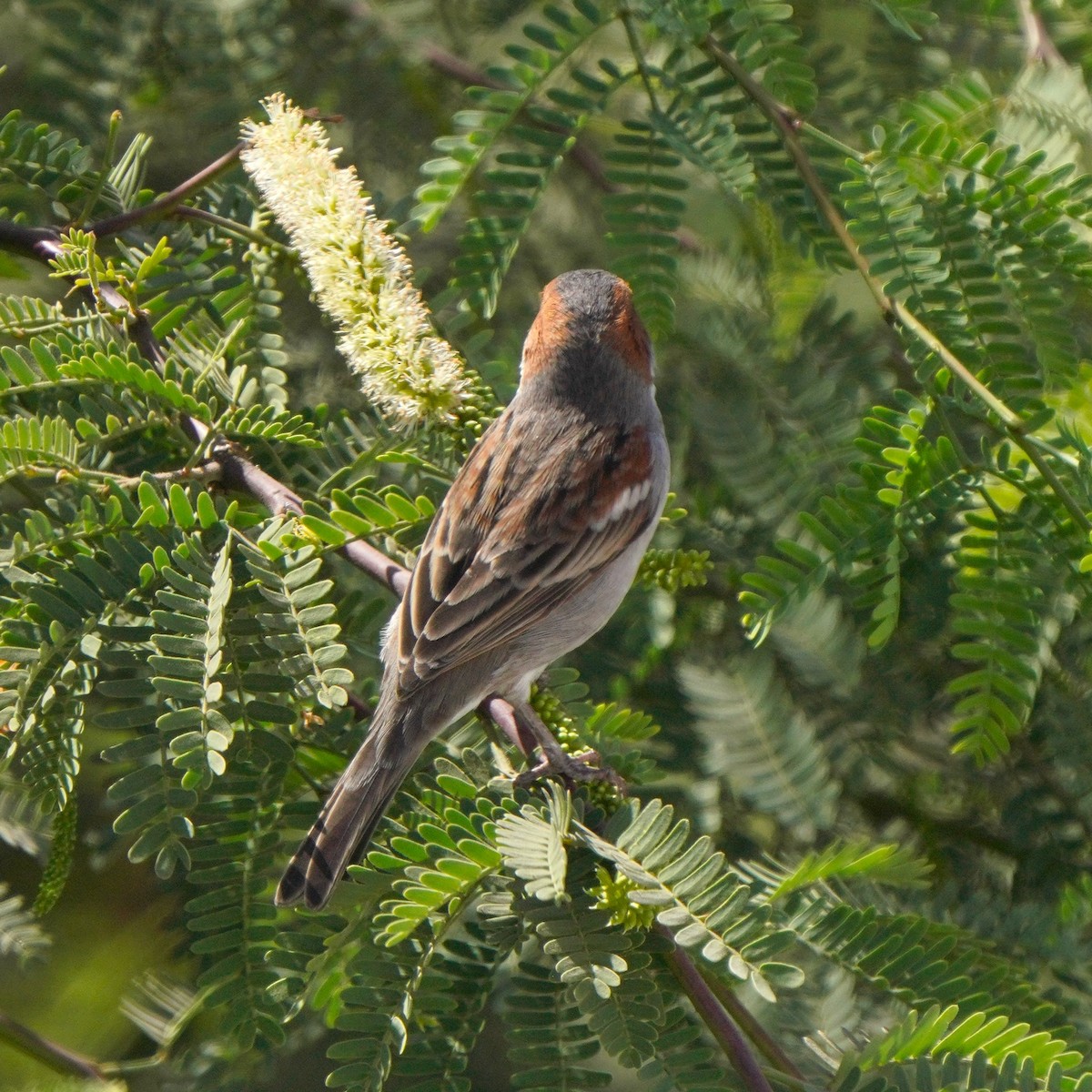 Cape Verde Sparrow - ML615382389