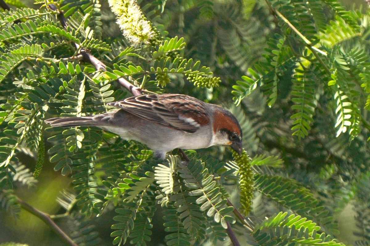 Cape Verde Sparrow - ML615382391