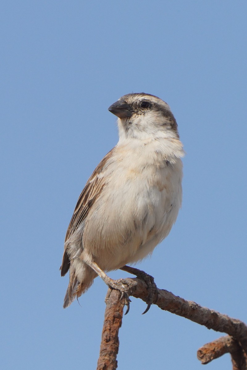 Cape Verde Sparrow - ML615382470