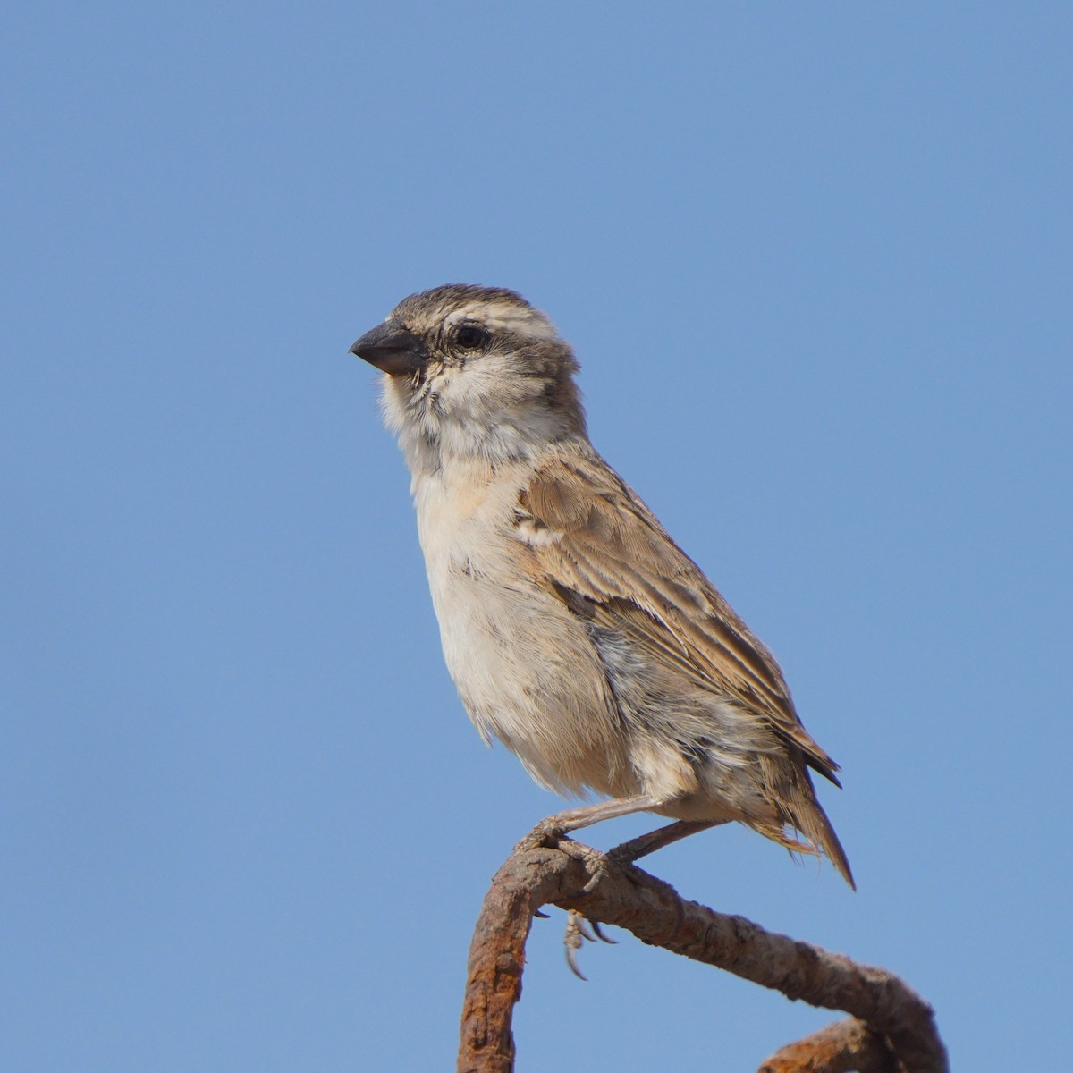 Cape Verde Sparrow - ML615382471