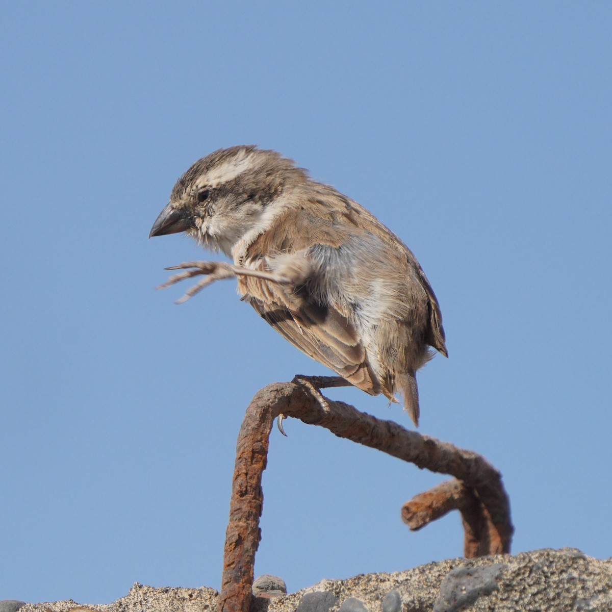 Cape Verde Sparrow - ML615382472