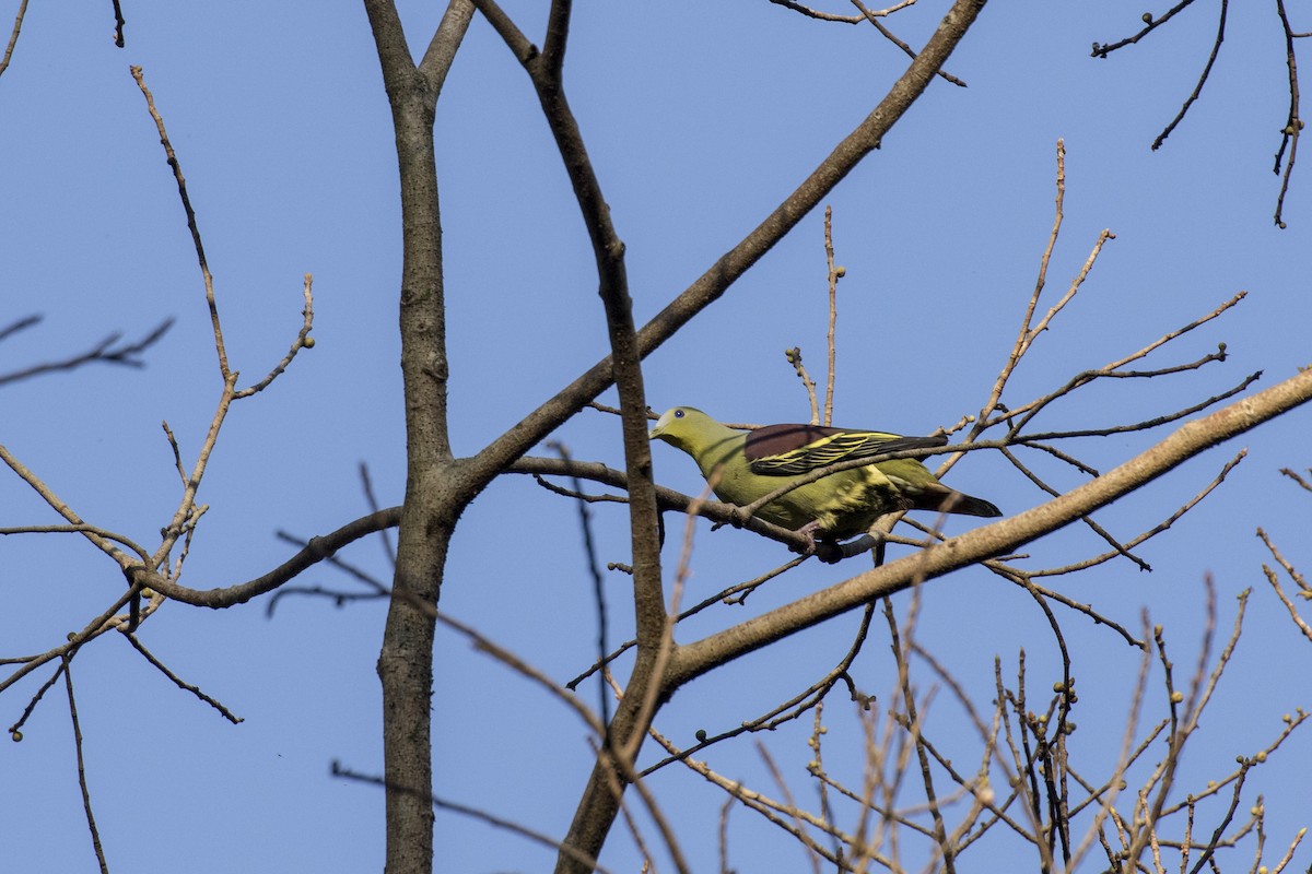 Gray-fronted Green-Pigeon - ML615382479