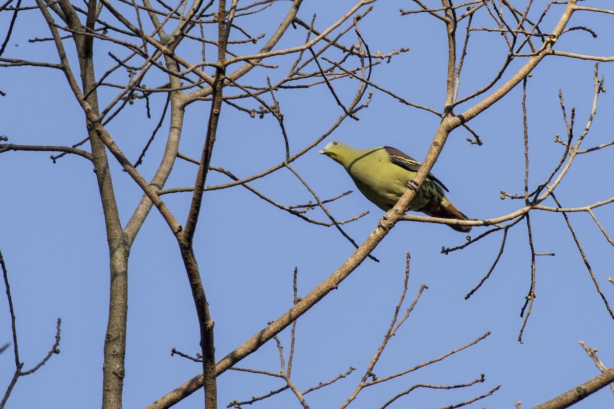 Gray-fronted Green-Pigeon - ML615382483