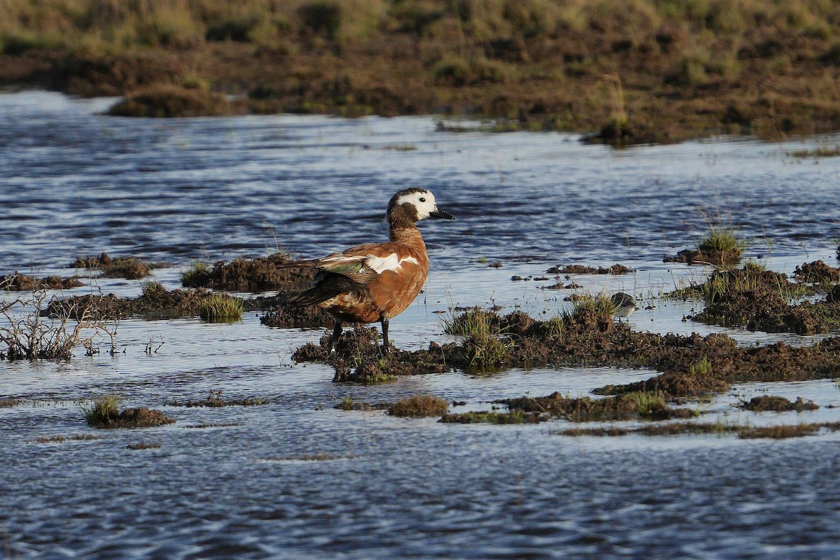 South African Shelduck - Dave Rimmer