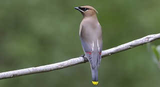 Cedar Waxwing