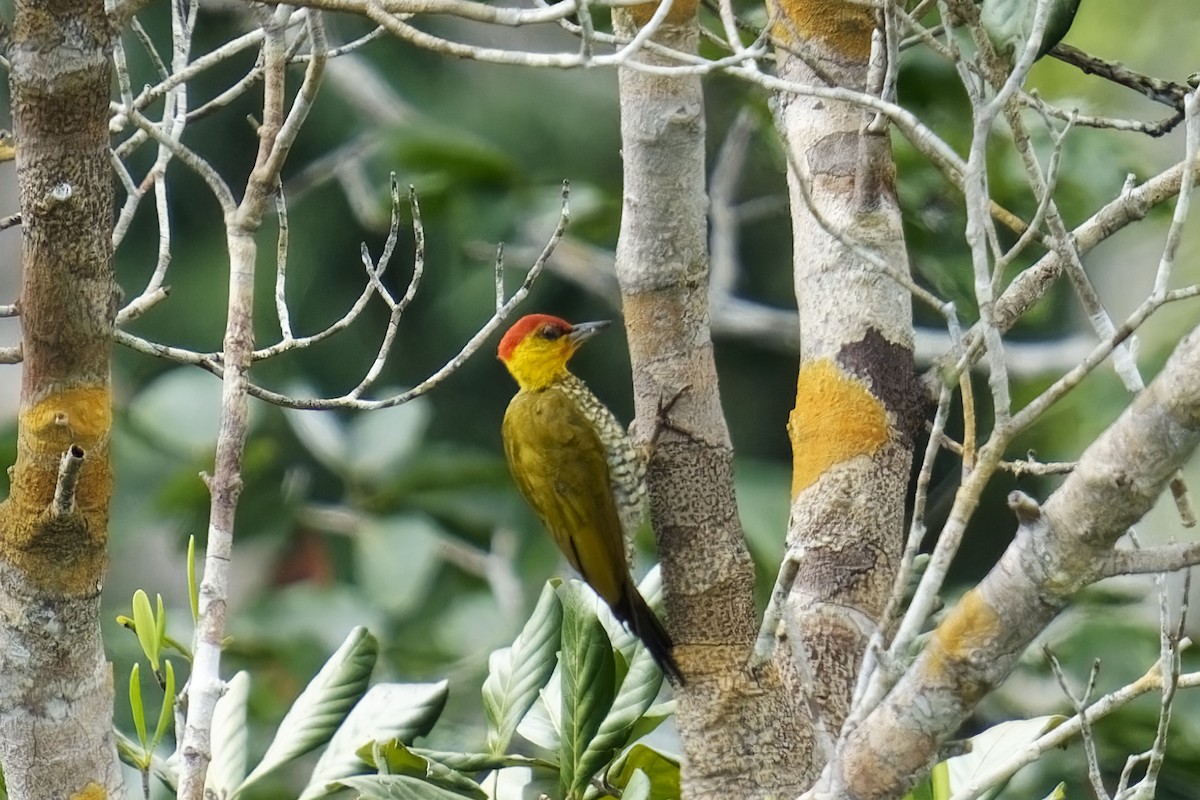 Yellow-throated Woodpecker - ML615383059