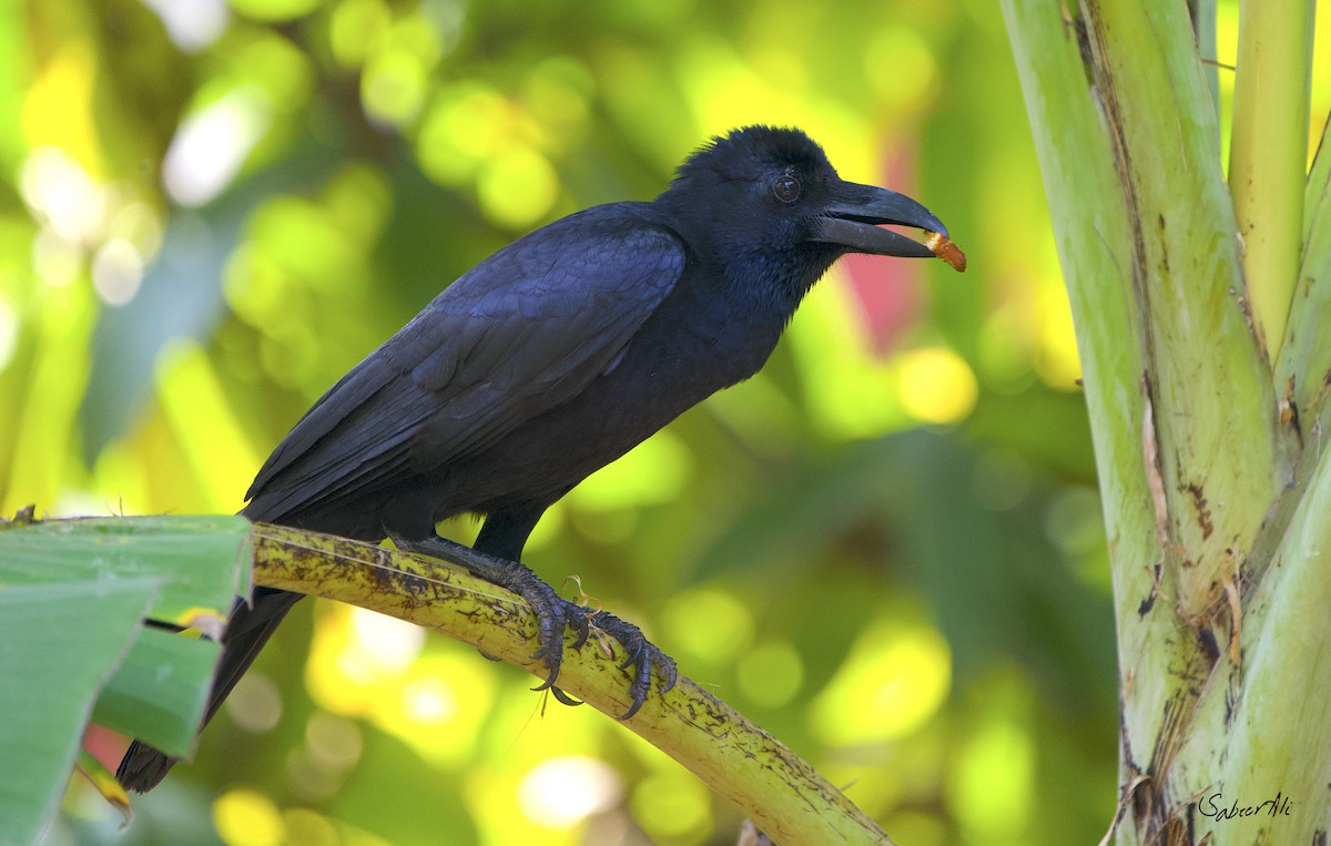 Large-billed Crow - sabeer ali