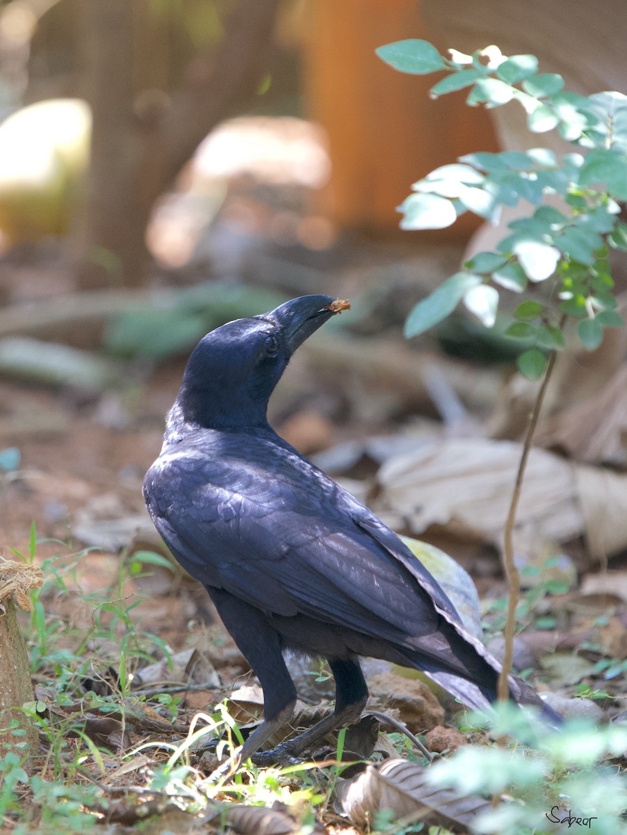 Large-billed Crow - ML615383143
