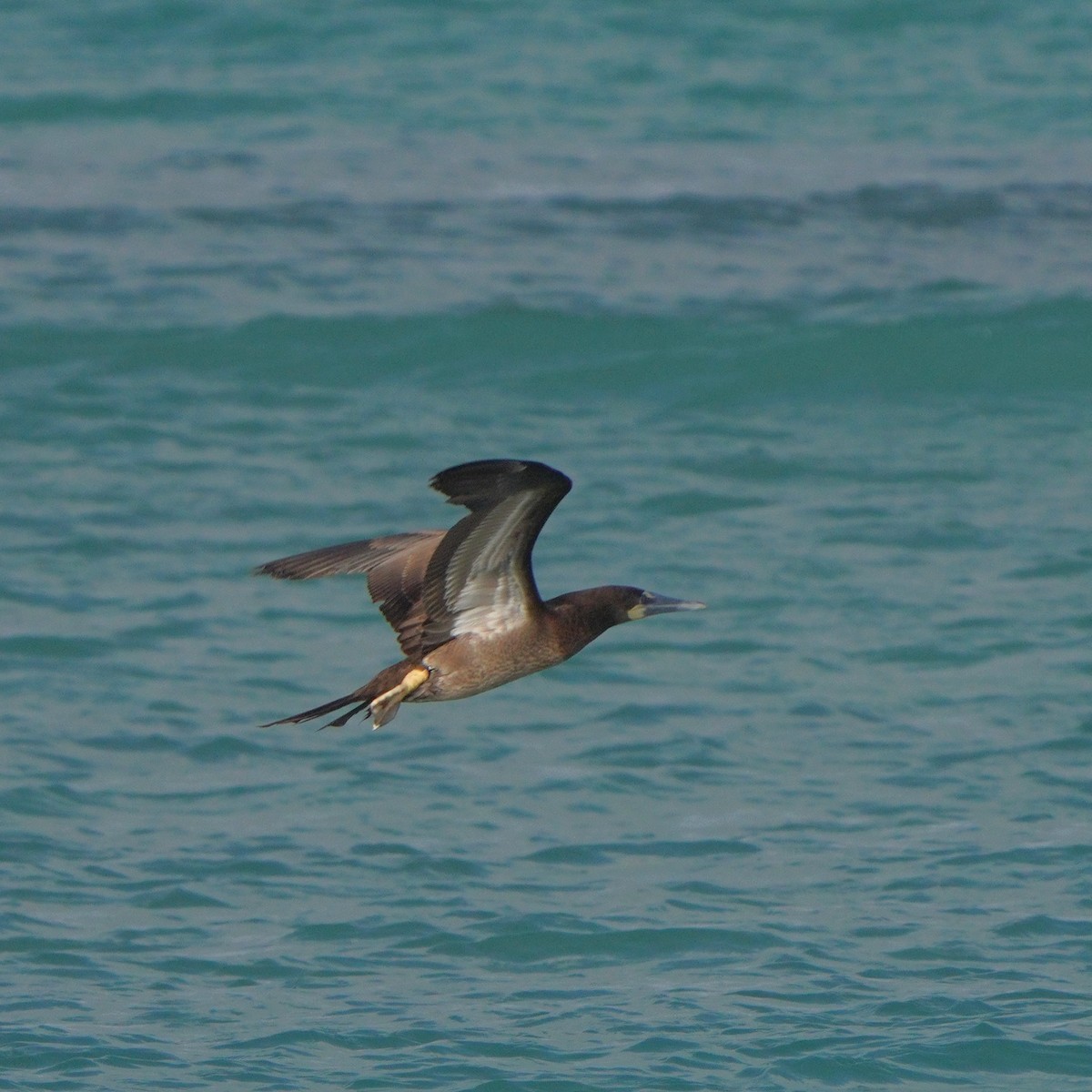 Brown Booby - ML615383242