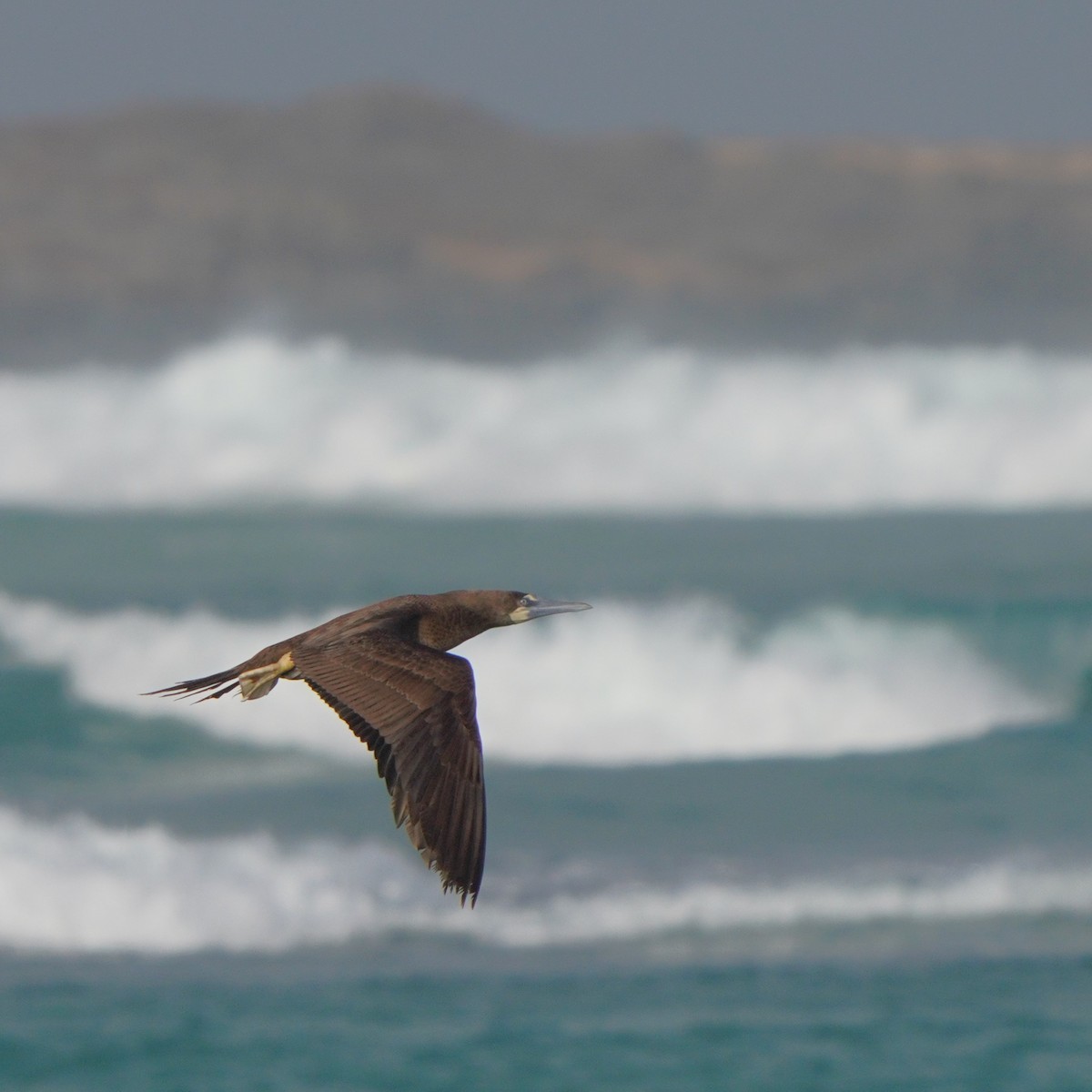Brown Booby - ML615383243