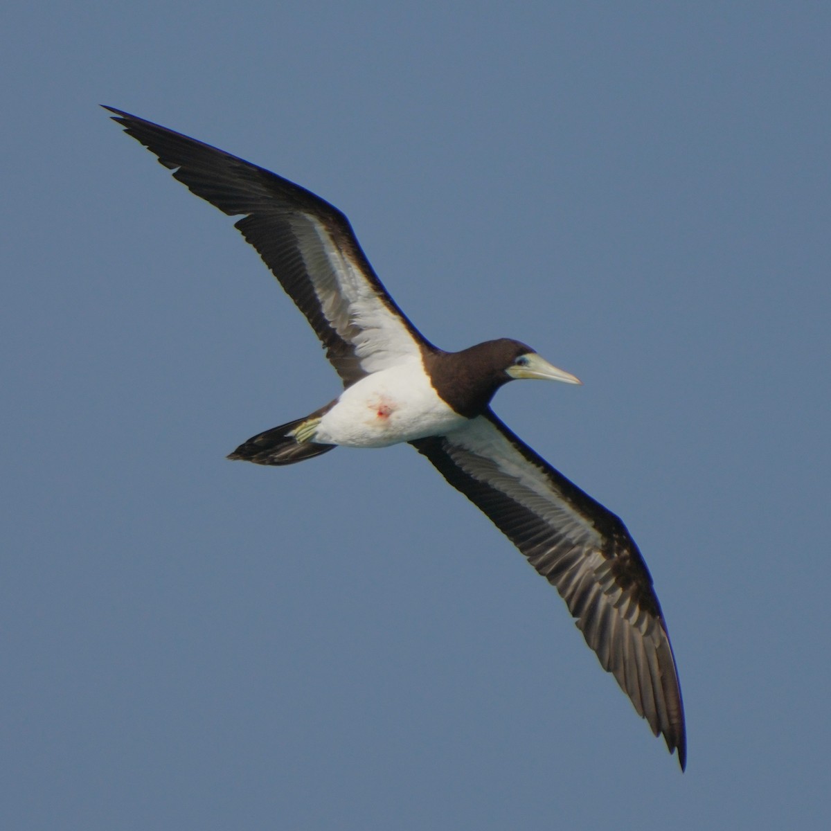 Brown Booby - ML615383245