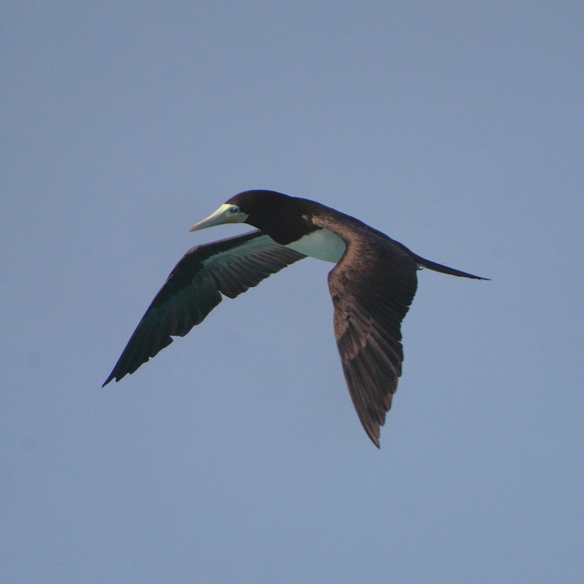 Brown Booby - ML615383248