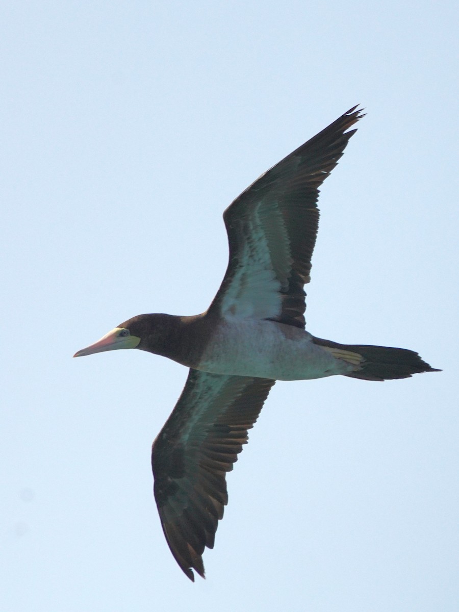 Brown Booby - ML615383250