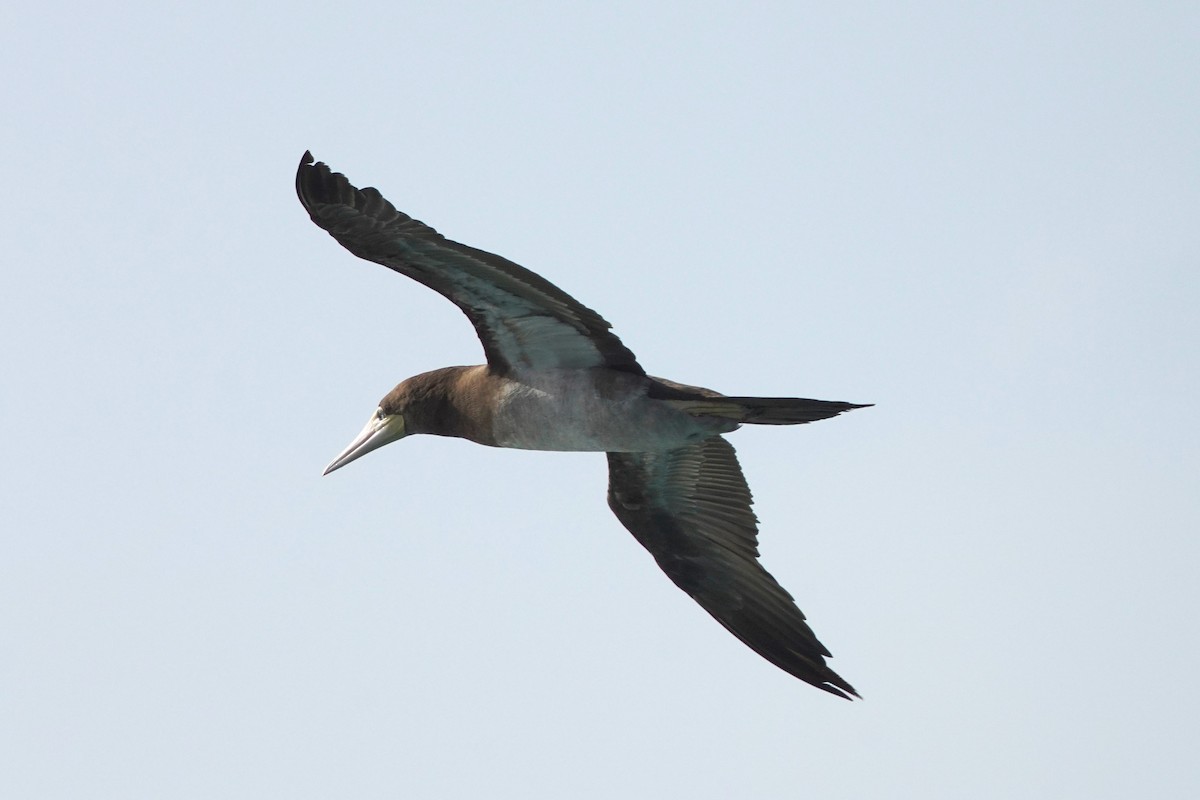 Brown Booby - ML615383251