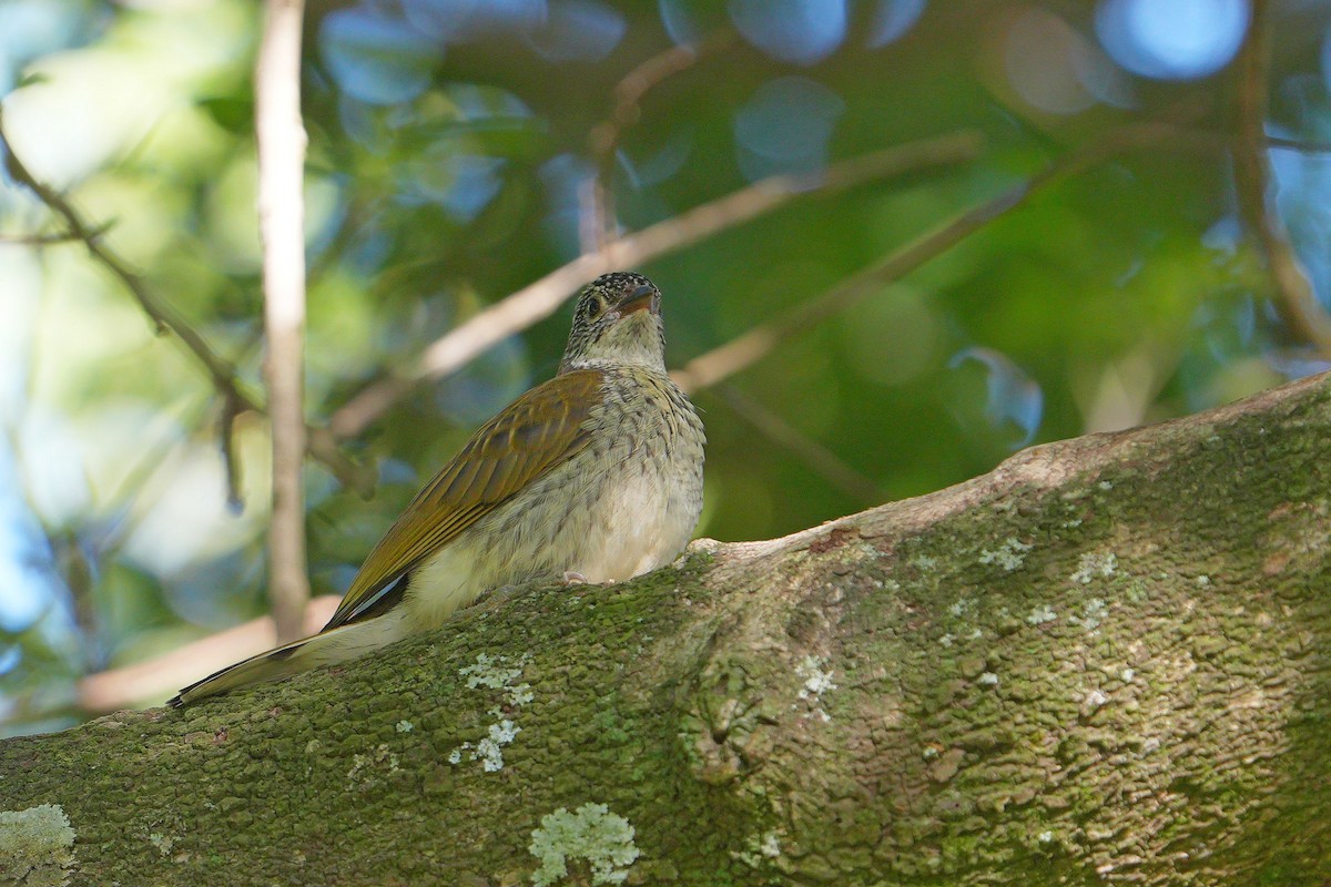Scaly-throated Honeyguide - Dave Rimmer