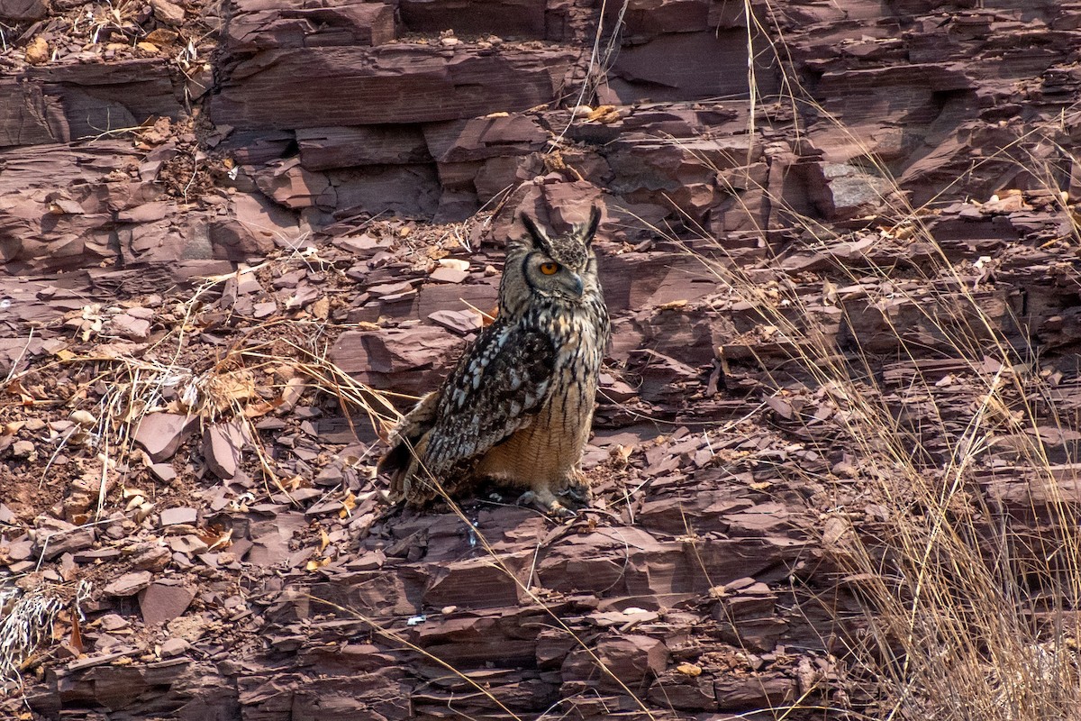 Rock Eagle-Owl - ML615383475