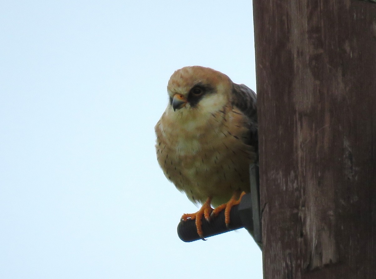 Red-footed Falcon - ML615383565
