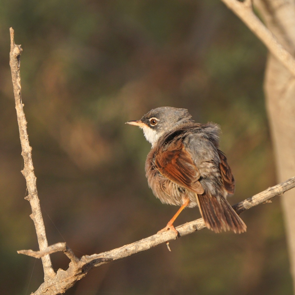 Spectacled Warbler - ML615383641