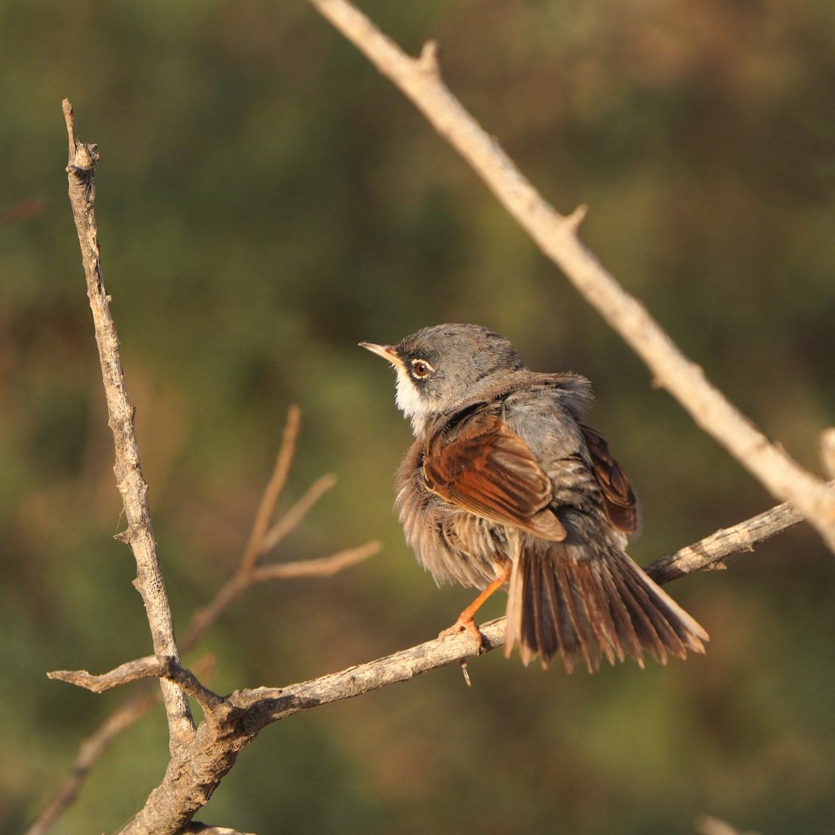 Spectacled Warbler - ML615383642
