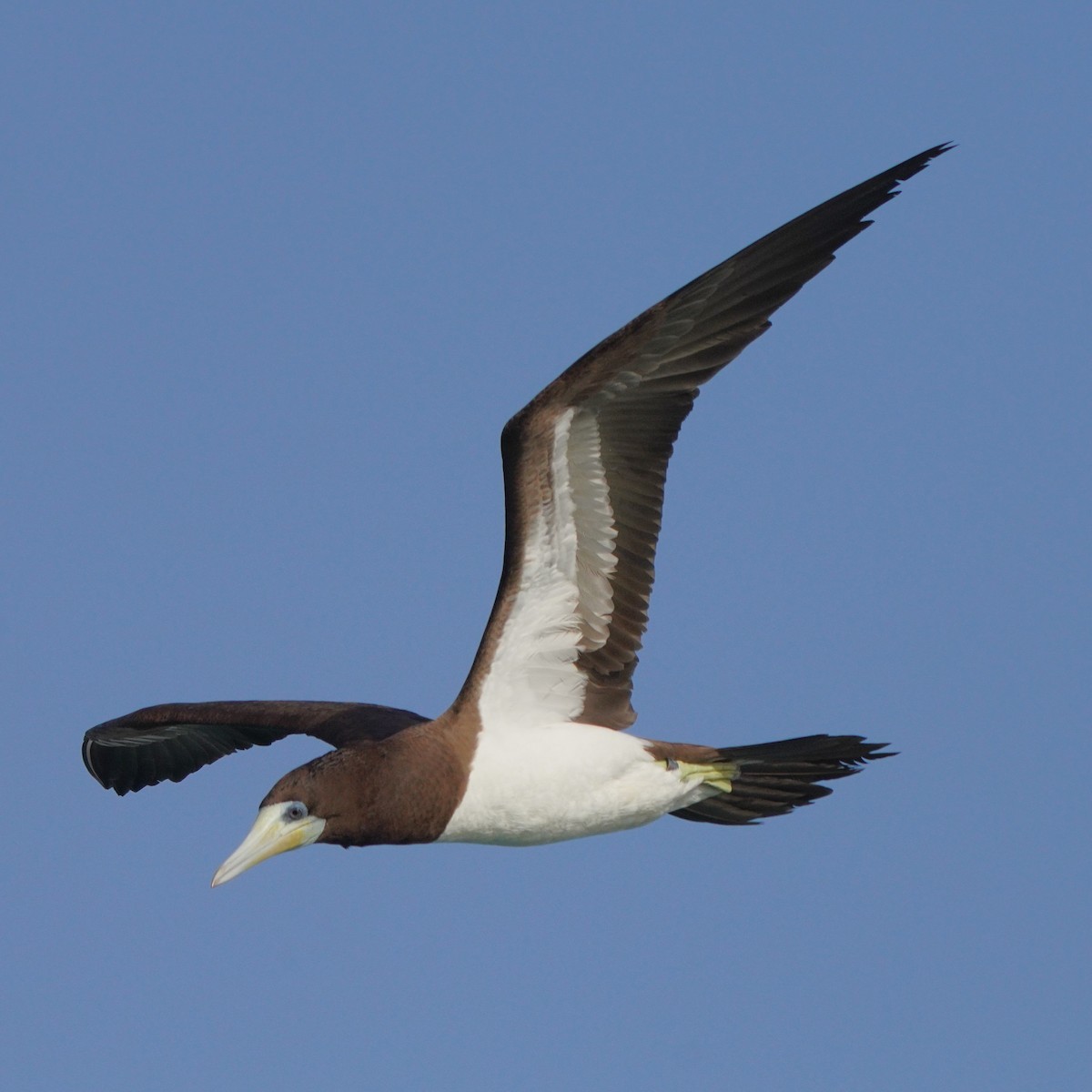 Brown Booby - ML615383683