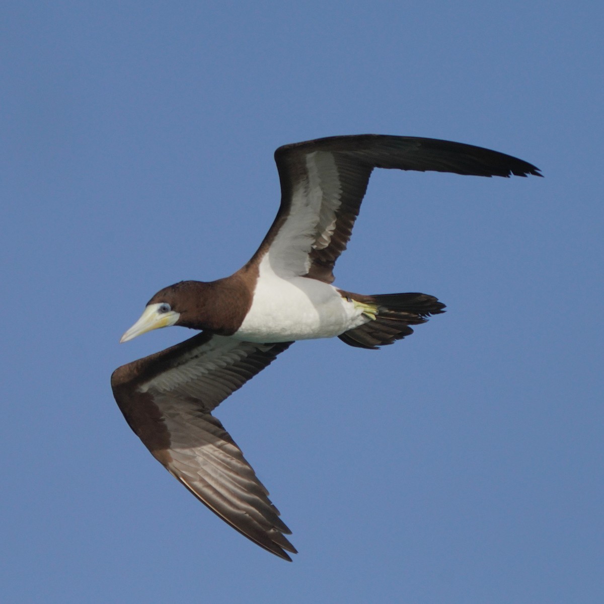 Brown Booby - ML615383684