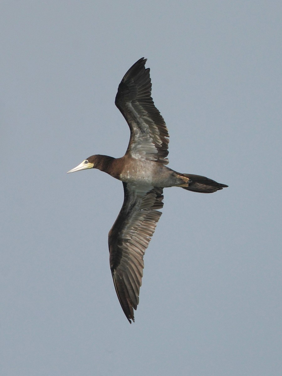 Brown Booby - ML615383685