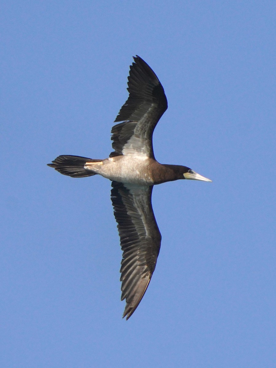 Brown Booby - ML615383686