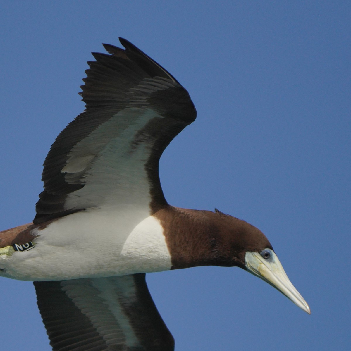 Brown Booby - ML615383688